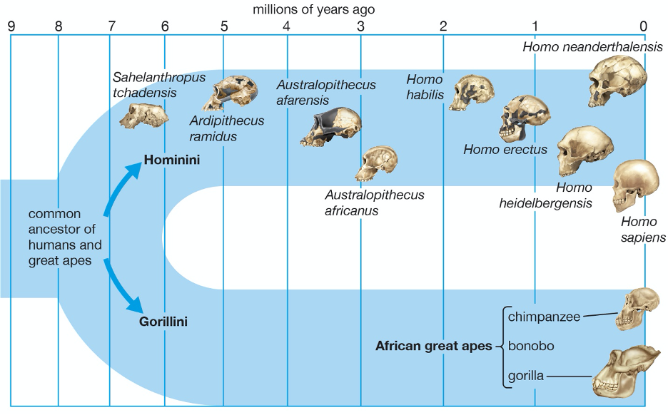 Human Evolution Timeline