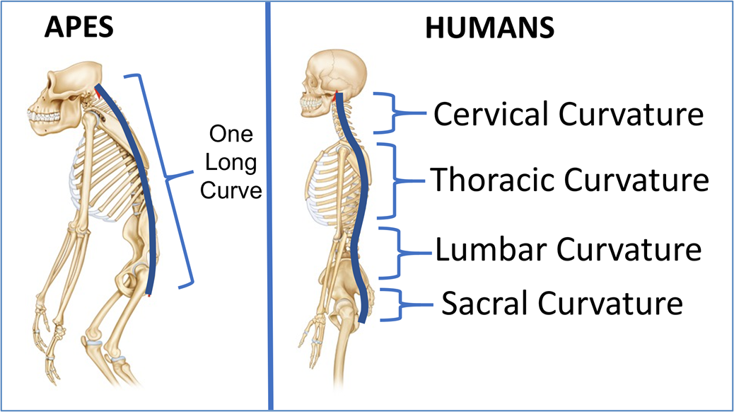 Spine Comparison Between Apes and Humans
